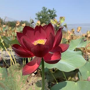 新品自育【武陵·红耀】-中型盆栽荷花水生花卉 碗莲种藕莲痴瓦力