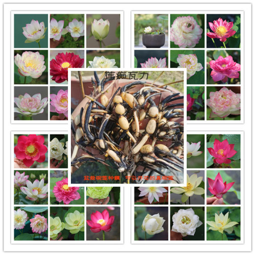多个精品碗莲品种大合集盆栽观赏