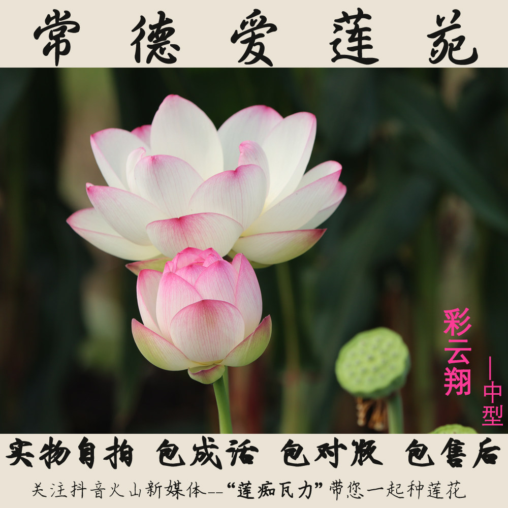 (彩云翔)碗莲盆栽荷花中型碗莲种藕2023年【常德爱莲苑】