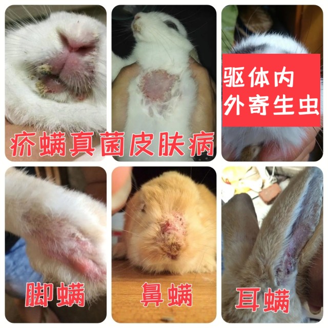 兔子疥螨真菌皮肤病龙猫仓鼠脚皮炎癣结痂掉毛跳蚤驱体内外寄生虫