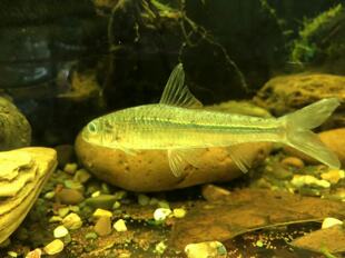 原生鱼，点纹银鮈鱼，观赏鱼清理底层残渣。工具鱼