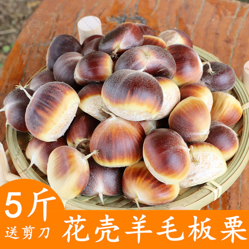 2026新货板栗新鲜带壳板栗嫩白花板栗羊毛板栗老壳红壳罗田板栗