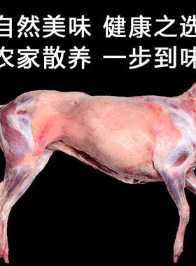 烤全羊现杀新鲜山羊整只羊羊腔子