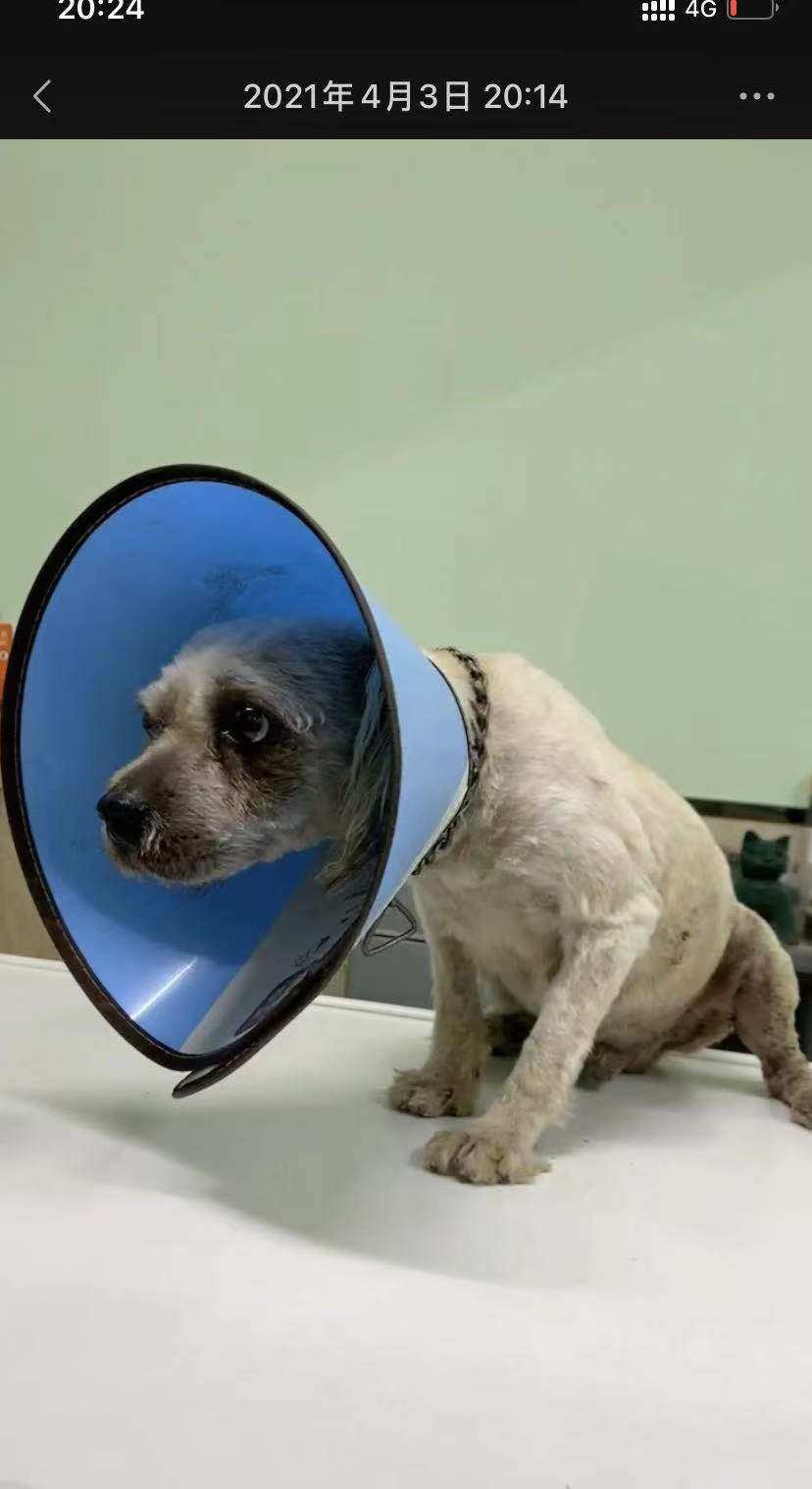 补邮费 2021年救助的乖乖 爱心人士进来看下  狗垫 狗窝 宠物床垫,宠物/宠物食品及用品,猫狗垫子,淘宝优惠券,粉丝福利购,淘宝优惠卷