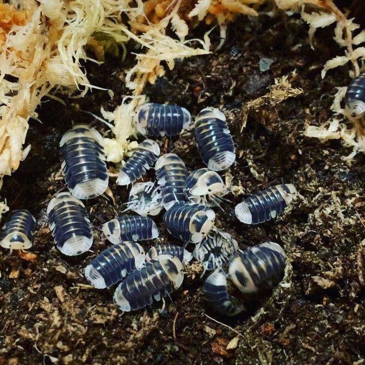 白鸭鼠妇潮虫西瓜虫学生实验昆虫活体whiteduckcubaris