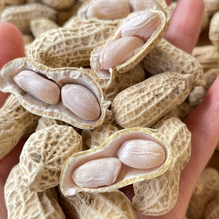 广东河源客家特产农家正宗水煮咸干花生太阳晒干软糯鲜香甜下酒菜