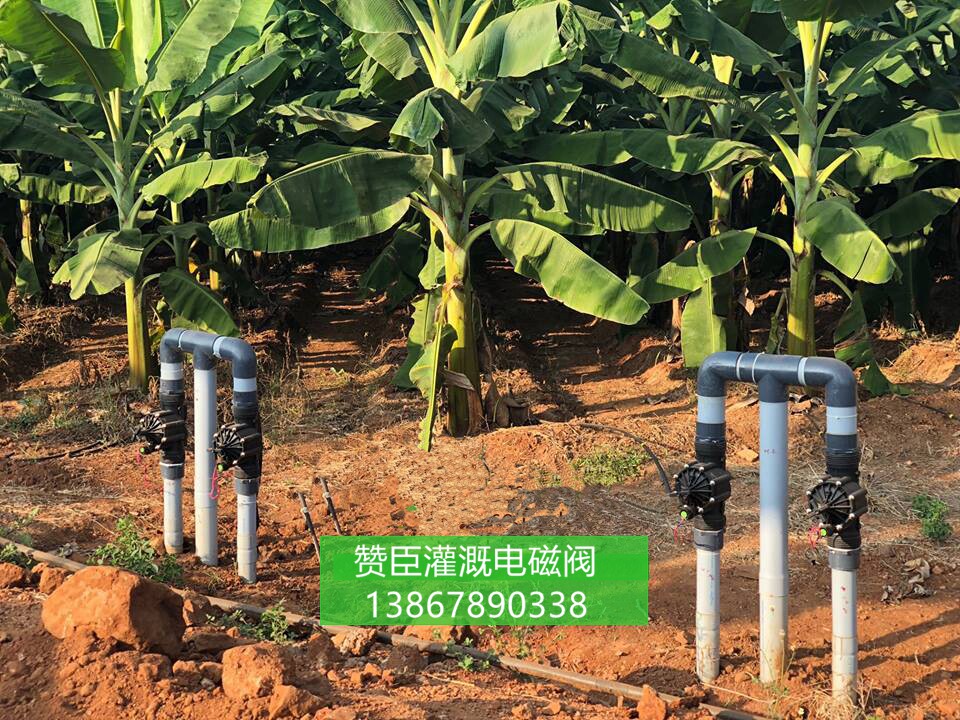 香蕉园中使用的智能灌溉系统电磁阀90管DN80远程控制灌溉