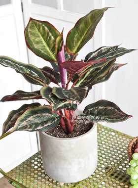 高品质孔雀芋植物仿真红色大叶万年青绿植墙盆栽景观装饰插花配草