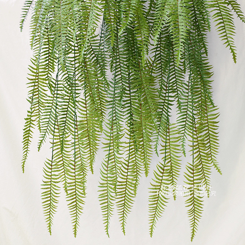 特大蕨类植物墙壁挂波斯草包邮