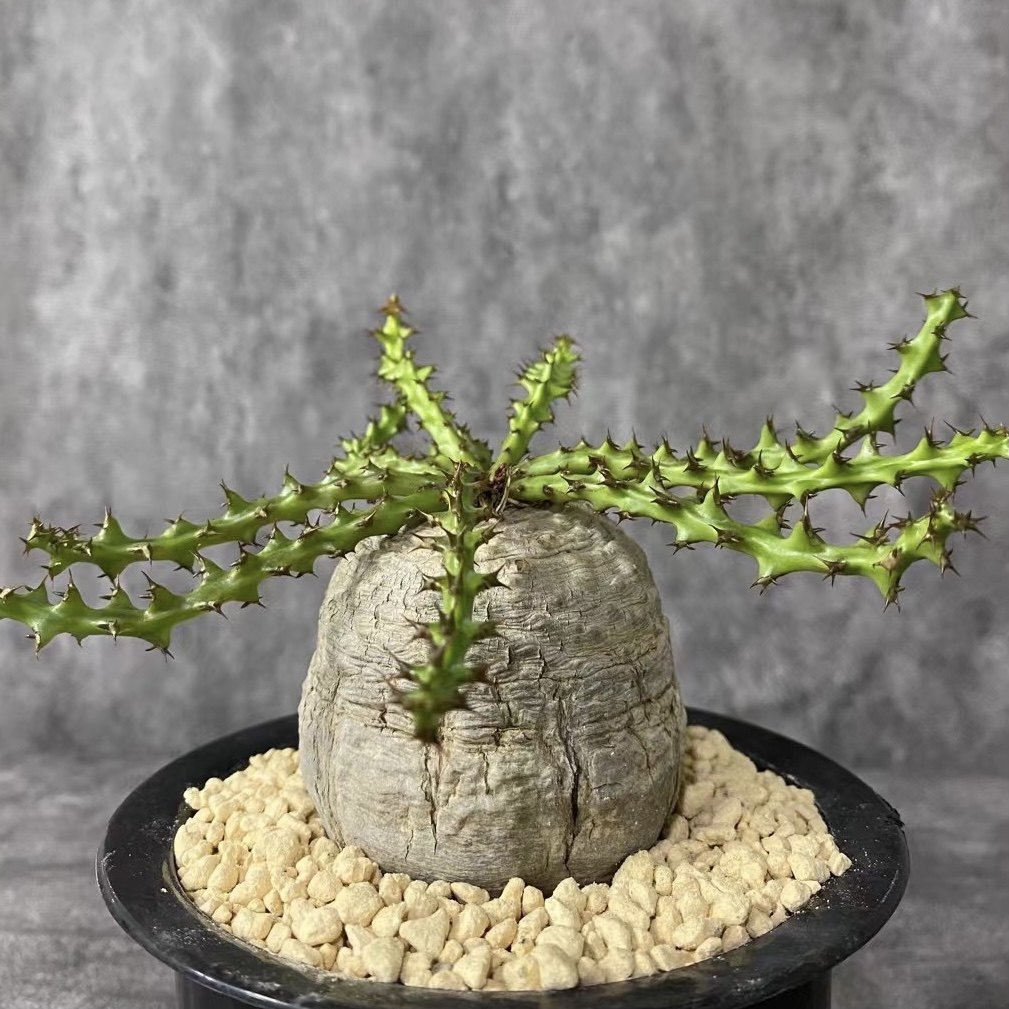 蓬莱岛熟桩 大戟科 多肉块根绿植 沙生植物 盆景花卉造景艺术包邮