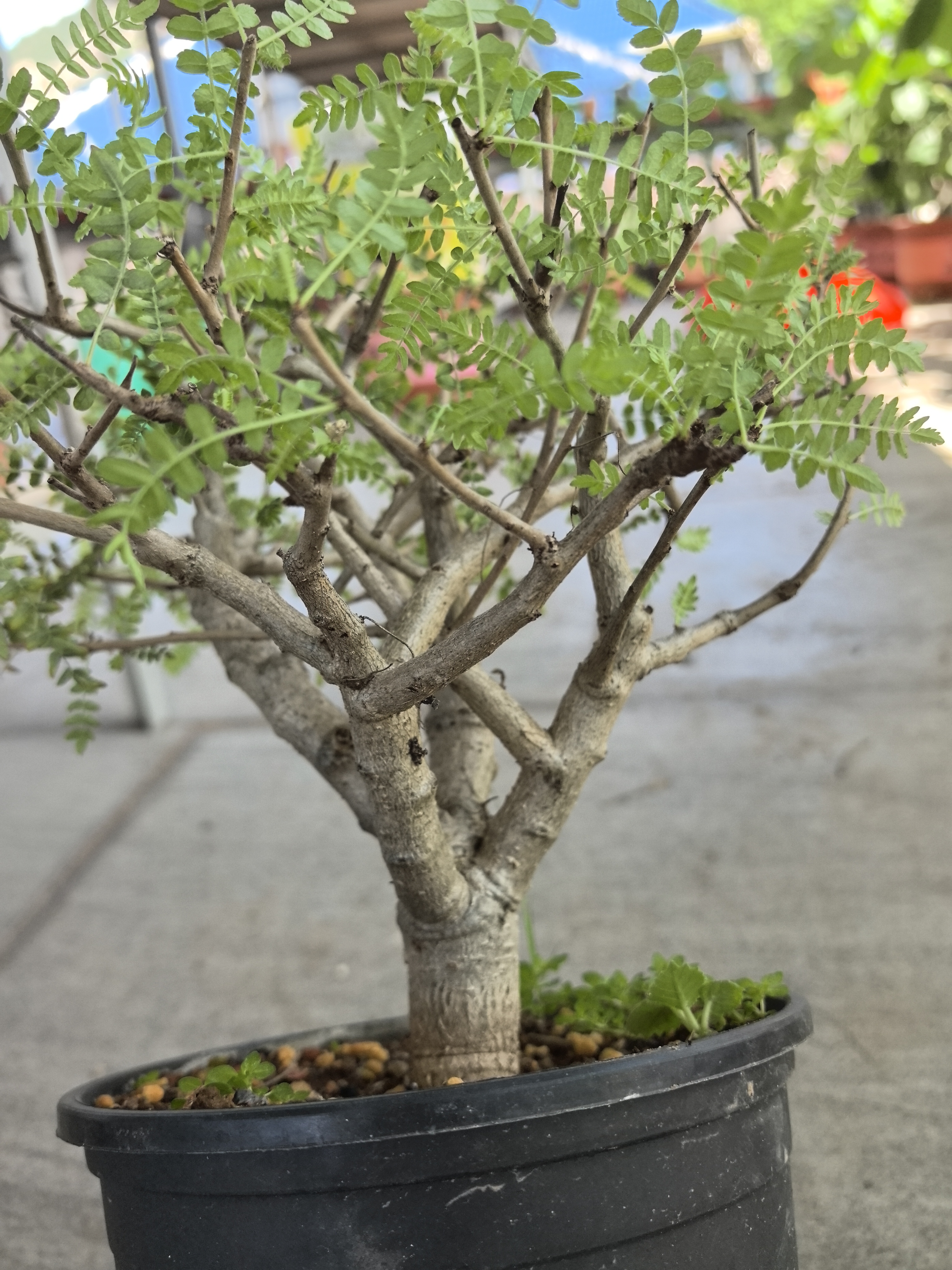 实生尼勒达乳香 多肉块根植物 形好带有甜甜的香味 庭院植物 包邮