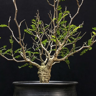 象足漆树 优选爆瘤母本根插 潮流块根植物 盆栽 一物一拍 包邮
