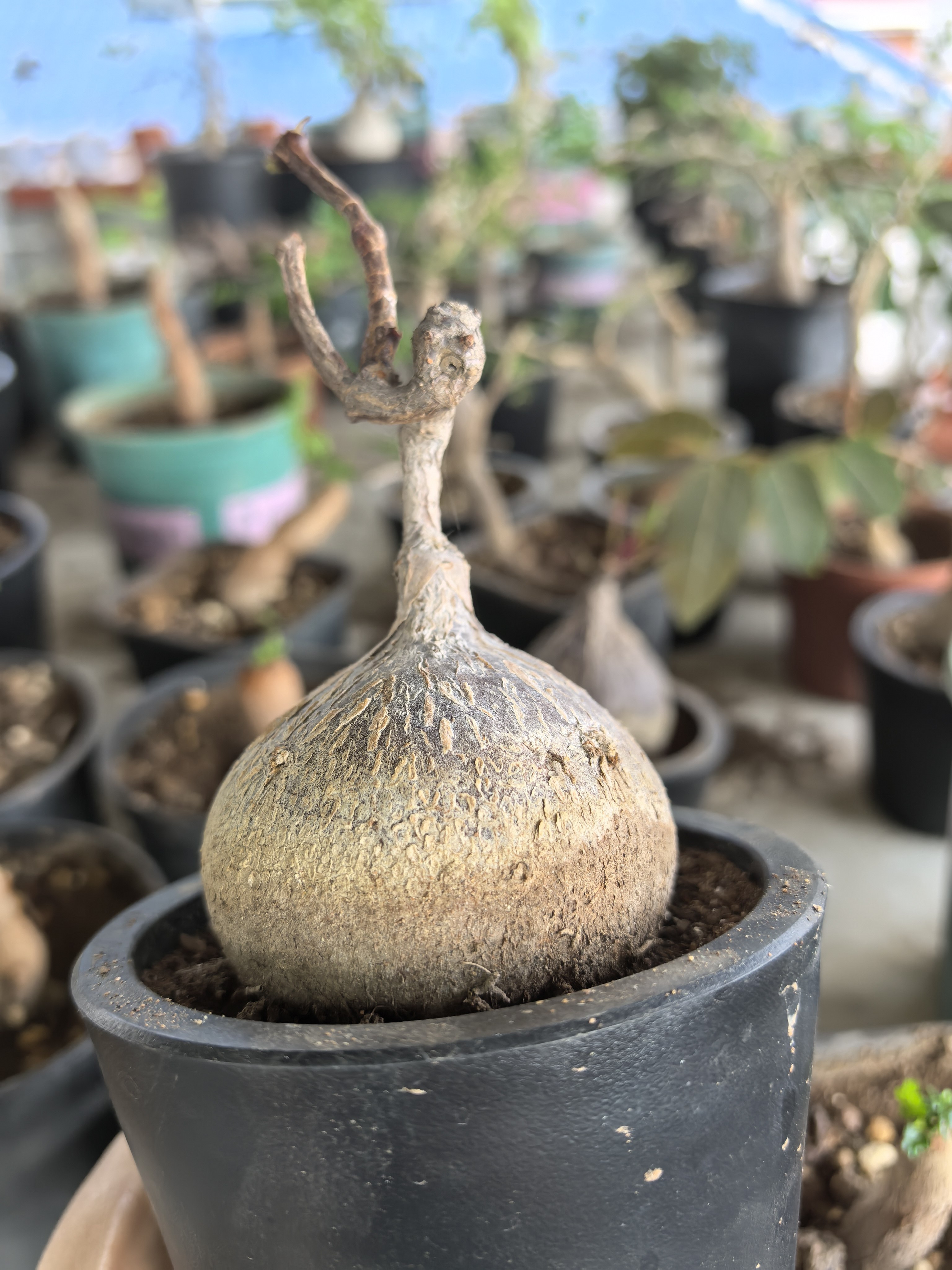 紫背萝藦 块根多肉植物 办公室潮流盆栽 庭院花卉 一物一拍 包邮