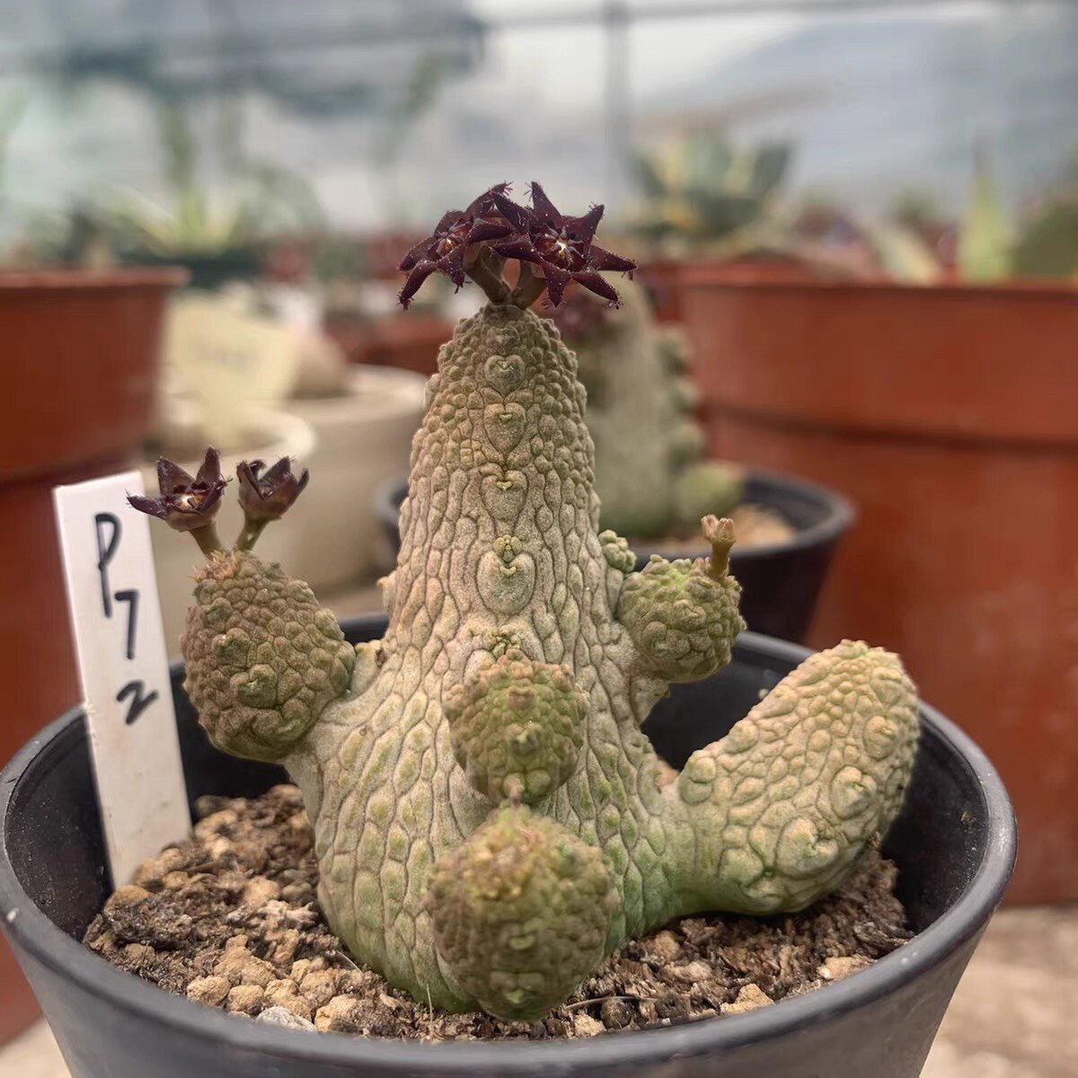 蛇蹄玉 萝藦颗仙人球 多肉植物 实生多头蛇皮凝蹄玉 稀有品种包邮
