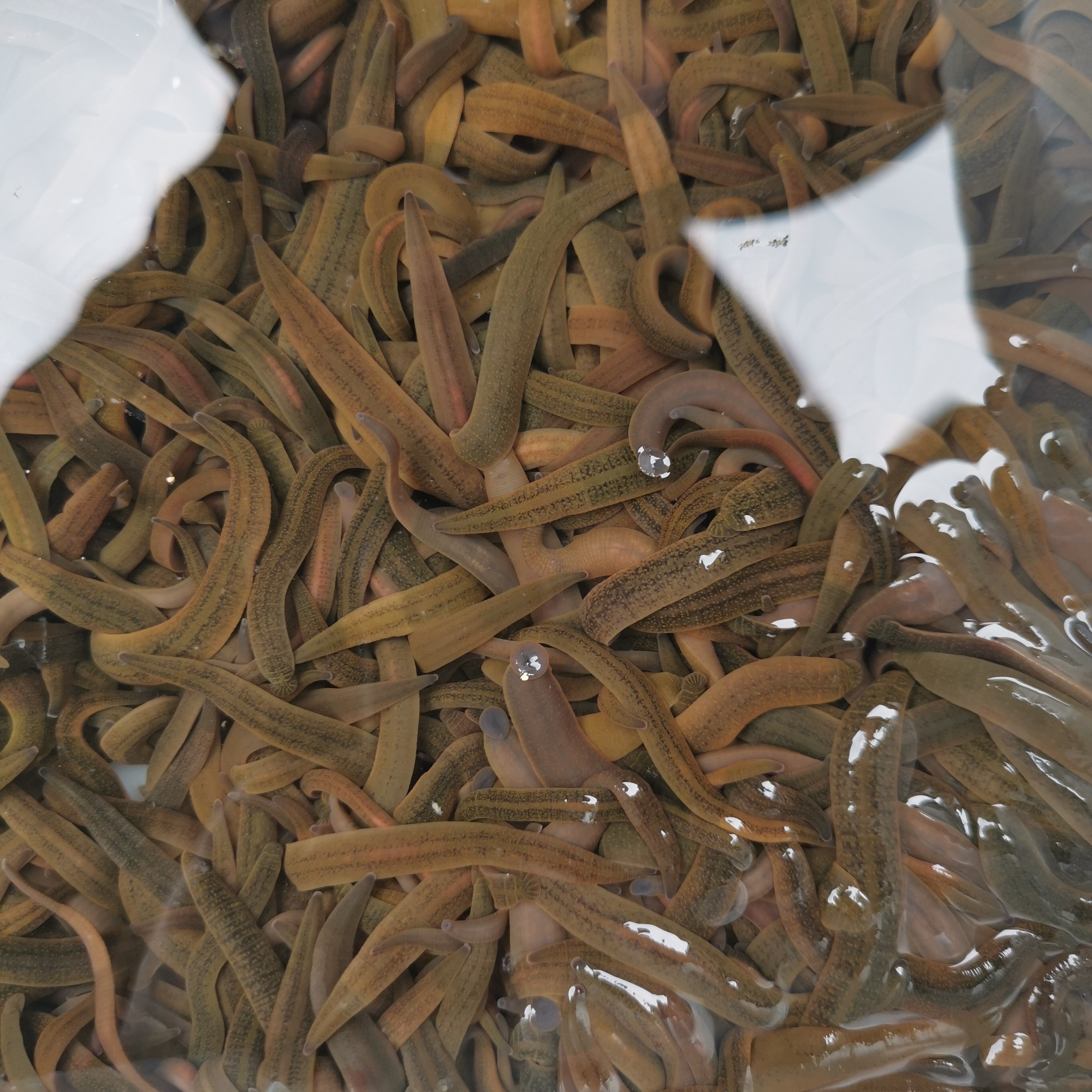 蚂蟥钓鱼鲜批发水蛭活饵野钓江团饵肥头鮰鱼黄辣丁饵料鳜鱼鲶鱼 - 实物图