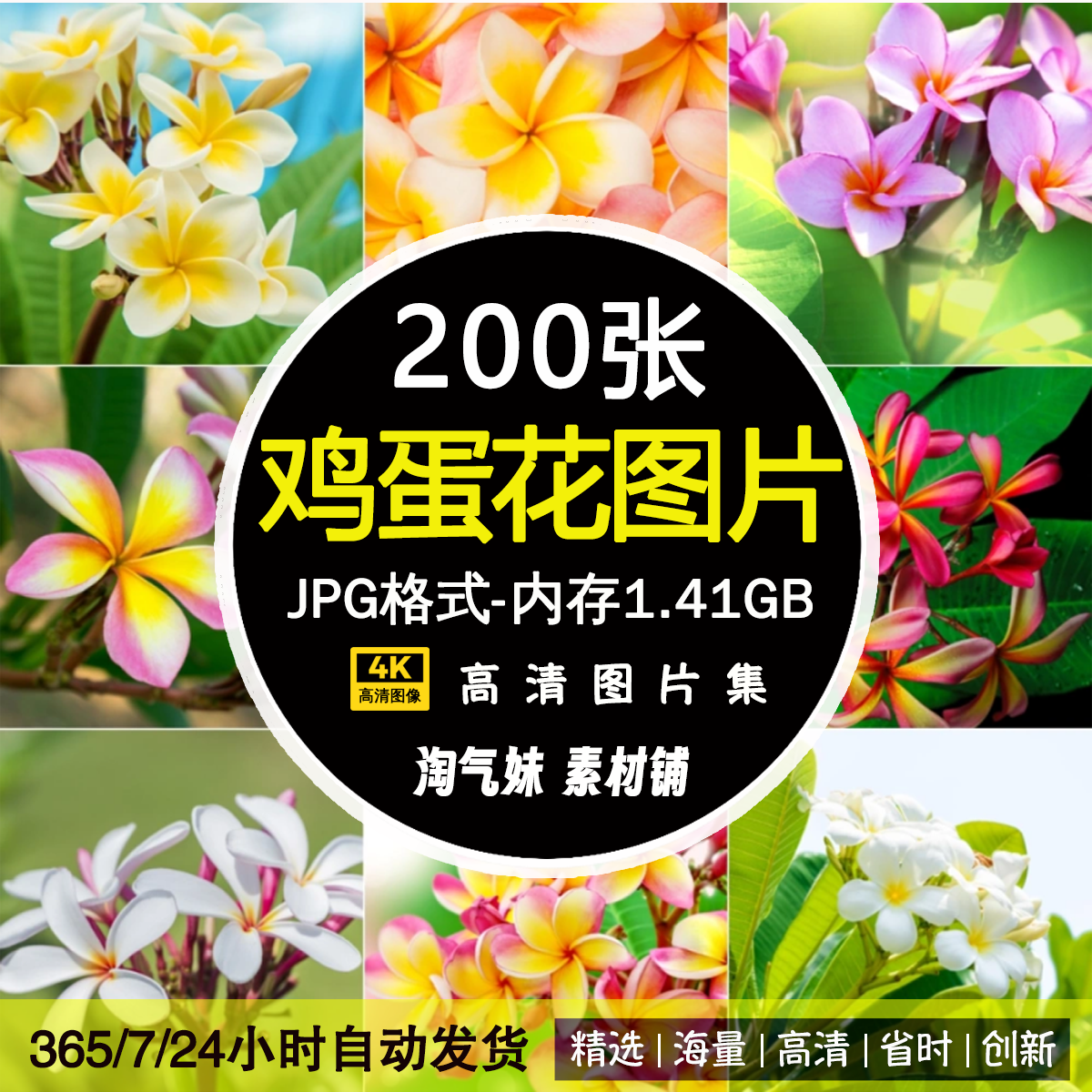 高清JPG鸡蛋花图片鲜花卉花朵花瓣花草植物摄影素材唯美治愈照片