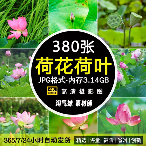 高清JPG荷花图片莲花荷叶莲蓬睡莲荷塘池塘水草植物花朵摄影素材