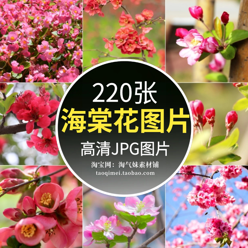 高清jpg海棠花图片蔷薇科苹果属四季秋海棠树白红色花朵摄影素材