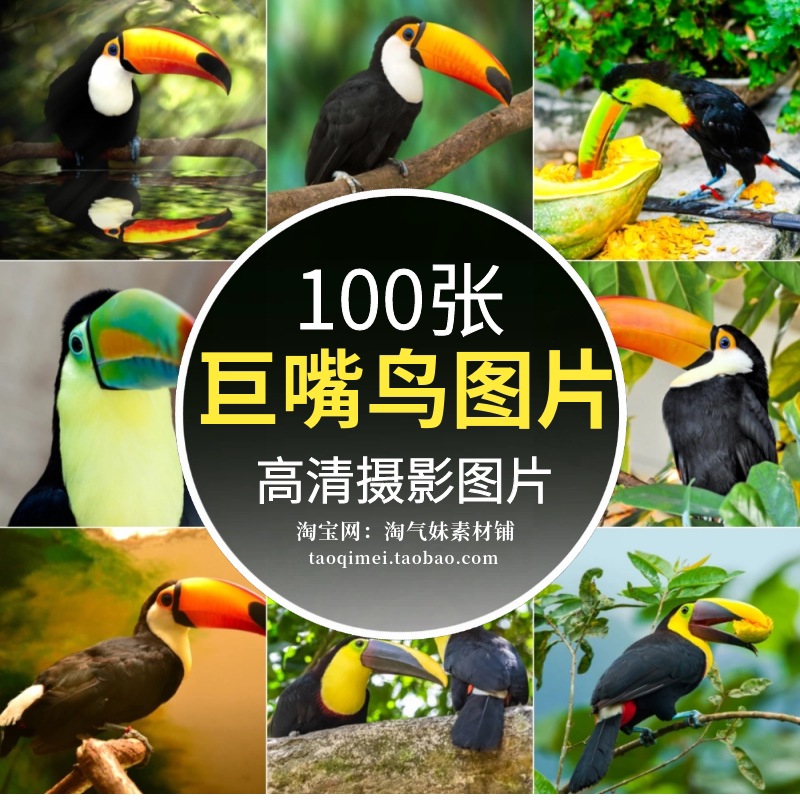 高清jpg大嘴鸟图片巨嘴鸟观赏鸟飞禽热带鸟类动物世界素材摄影照