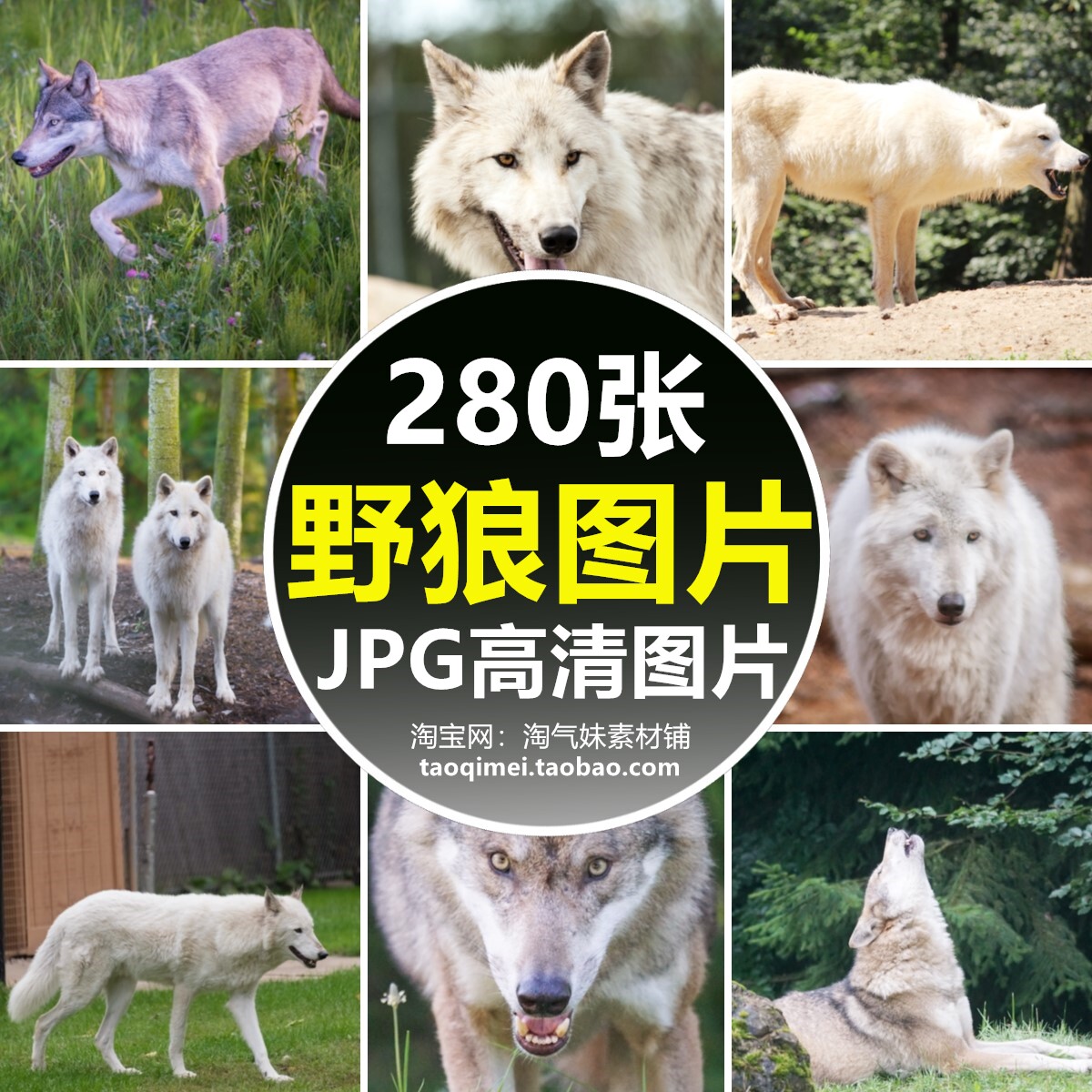 高清jpg素材野狼大灰狼图片豺狼雪狼草原狼北极狼群黑狼白狼摄影