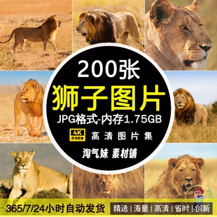 高清JPG狮子图片雄狮母狮大型猛兽非洲大草原野生动物摄影素材照