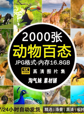 高清JPG动物百态图片大象马鹿熊豹狮虎猫狗鱼虫野生动物摄影素材