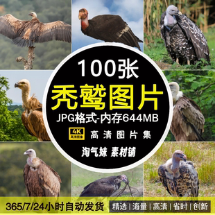 高清JPG秃鹰秃鹫图片兀鹫大型猛禽飞禽鸟类野生动物世界摄影素材