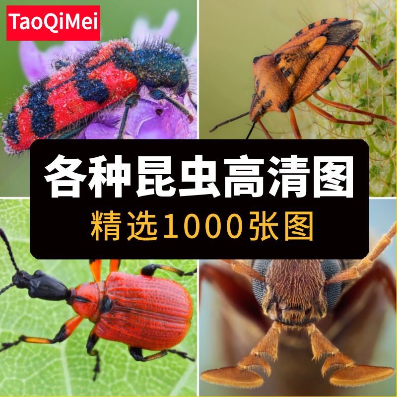 高清JPG昆虫图片苍蝇蚊子蚂蚁蜜蜂蝴蝶螳螂瓢虫甲虫特写摄影素材