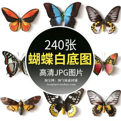 高清JPG蝴蝶白底图片彩色蝴蝶翅膀昆虫飞舞飞翔插画平面设计素材