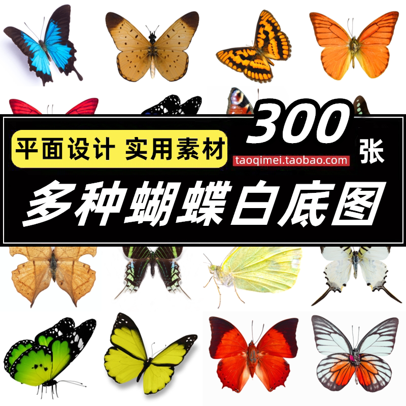 高清JPG蝴蝶白底图片彩色蝴蝶翅膀昆虫飞舞飞翔插画平面设计素材