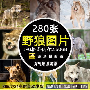 高清JPG素材野狼大灰狼图片豺狼雪狼草原狼北极狼群黑狼白狼摄影