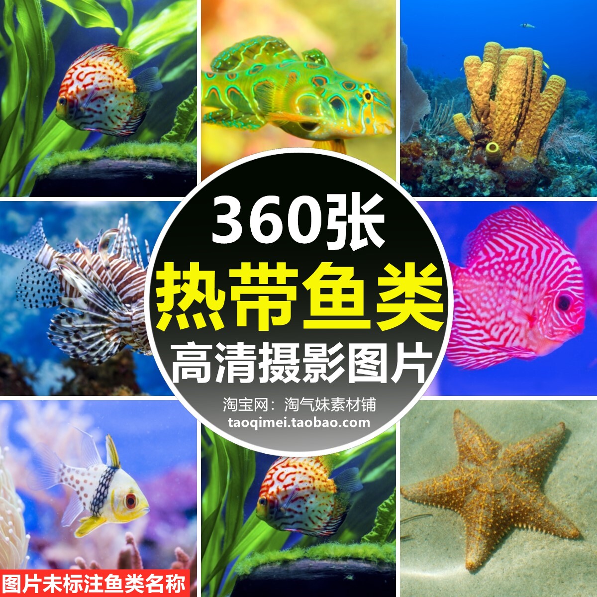 高清jpg海洋热带鱼图片海底深海鱼类海底生物世界水族馆摄影素材
