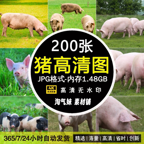 高清JPG家畜猪图片大肥猪小野猪仔黑猪圈农场母猪花猪特写素材照