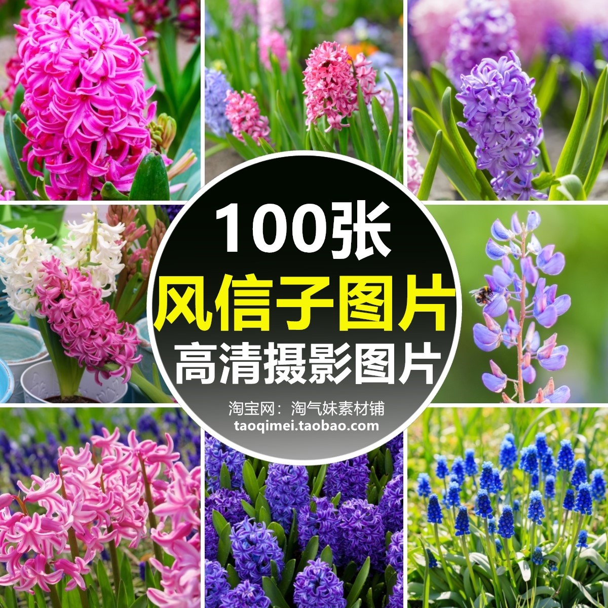 高清jpg葡萄风信子图片粉红白紫色花卉花草植物唯美清新摄影素材