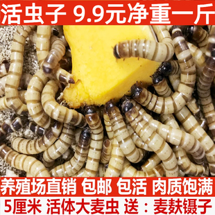 大麦虫面活虫500g鲜活面包虫黄粉虫龙鱼饲料活体八哥画眉鸟食虫子