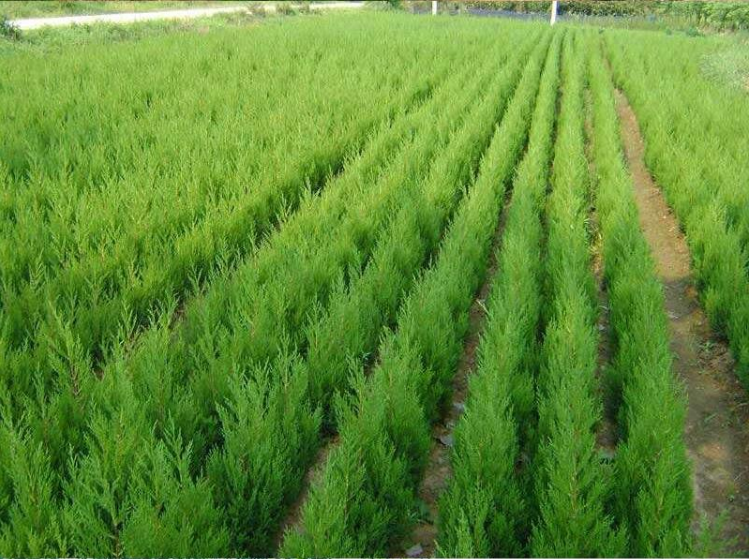 篱笆围墙 塔柏 桧柏 四季常青松树 宝塔松 蜀桧 松柏绿化树苗包邮