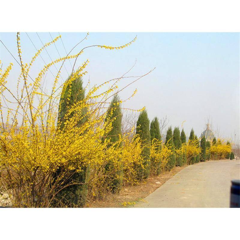 迎春花 盆栽树苗庭院绿化植物云南黄馨四季常青花卉迎春花 探春花