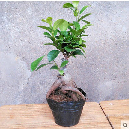 盆栽植物人参榕大小榕树 绿植盆栽花卉室内盆景除甲醛常青