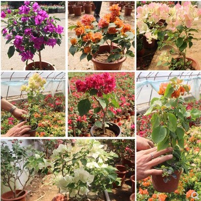 三角梅苗室内盆栽四季种植爬藤花卉攀援花卉植物重瓣大苗颜色多样图片