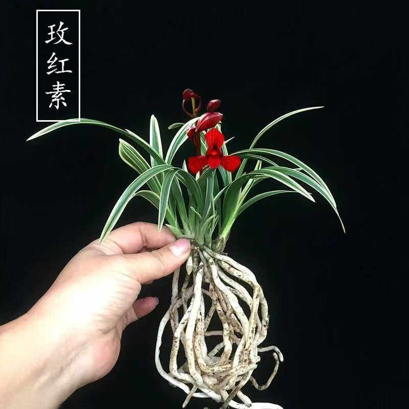金边建兰名品玫红素兰花矮种