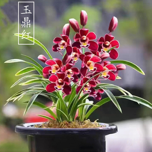 兰花苗金边矮种【玉鼎红】浓香型建兰名品室内办公桌盆栽好养易活