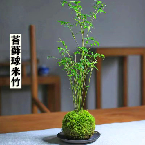 米竹盆栽植物室内景观凤尾竹客厅
