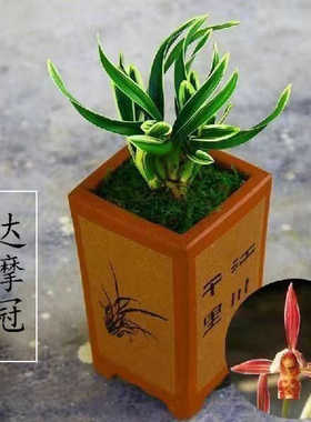 矮种金边兰花苗【达摩冠】浓香型建兰盆栽植物名贵兰草花卉小绿植