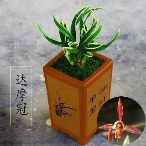 小绿植浓香型矮种建兰兰花苗