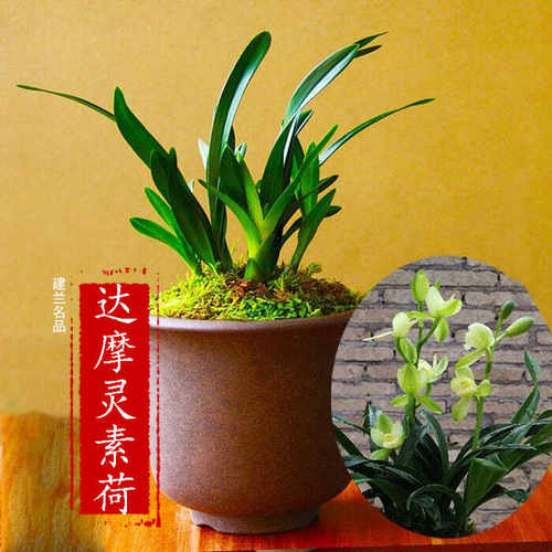 兰花苗达摩灵素荷盆栽绿植