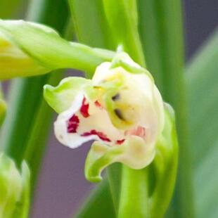 浓香型兰花苗建兰四季兰【彩云追月】室内绿植四季好养兰花卉盆栽