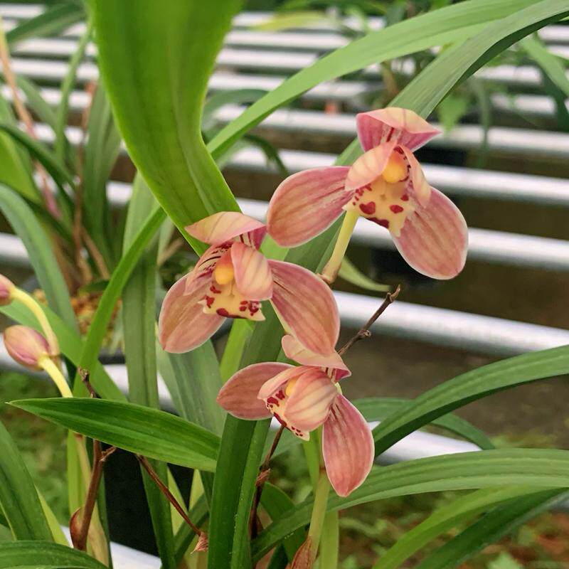 建兰系列【红玉】桌面盆栽浓香型观兰花植物室内四季好养名贵花卉