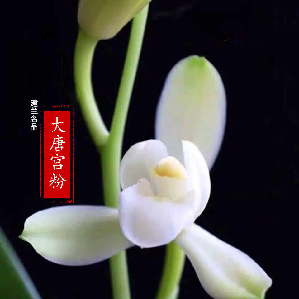 兰花苗大唐宫粉浓香型