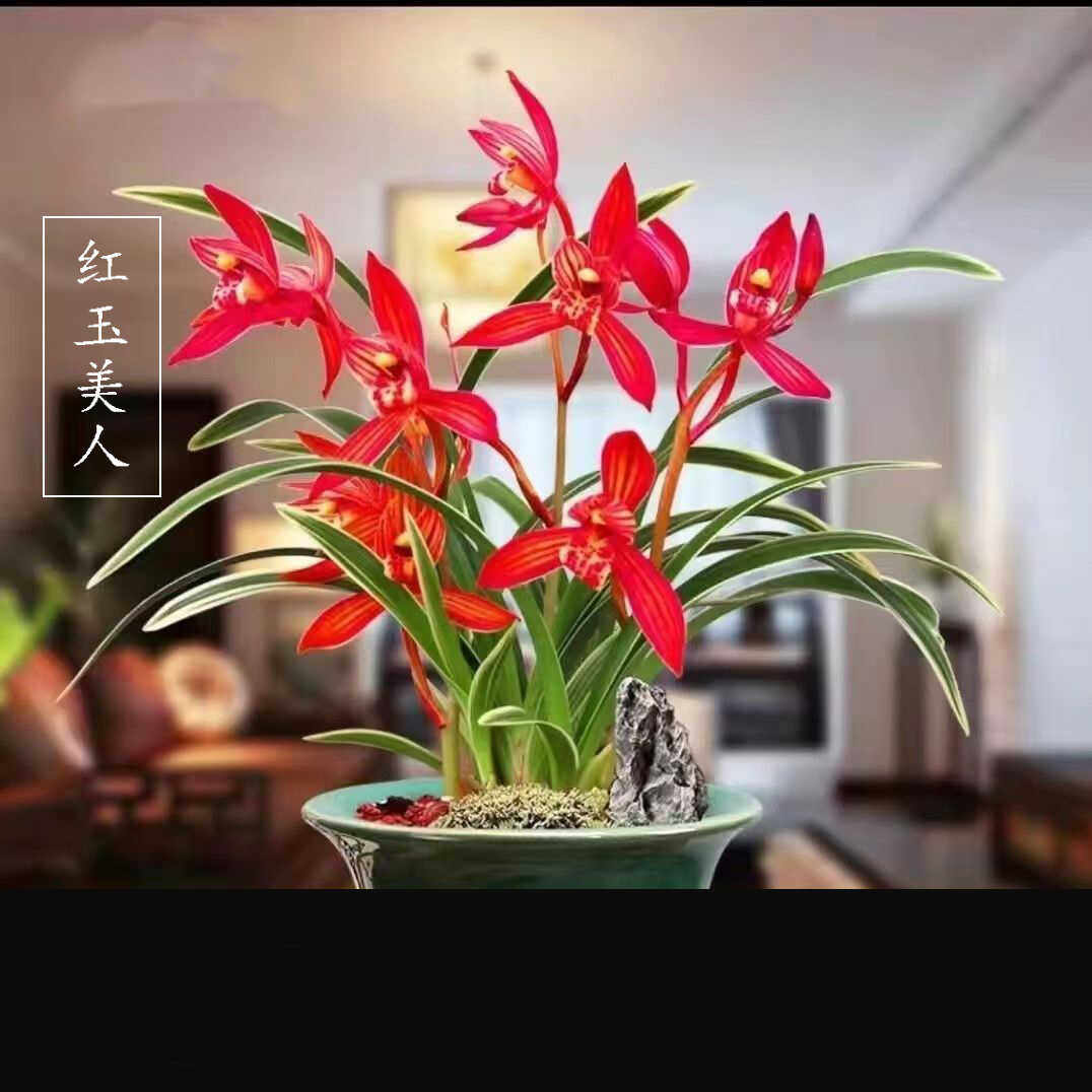 兰花浓香型金边矮种建兰名品【红玉美人】室内外盆栽绿植花卉好养