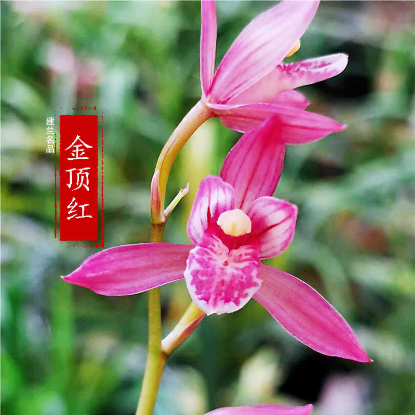 兰花苗建兰名品【金顶红】四季兰花盆栽绿植阳台客厅浓香型红花